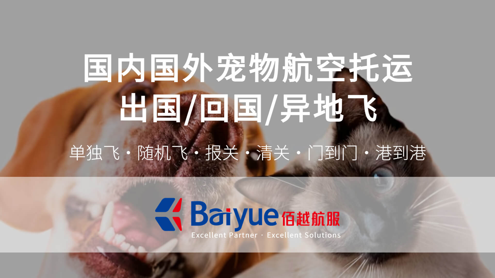 国际宠物托运 佰越航服专业从事宠物托运服务十余年,我们积累了大量的国际宠物托运服务经验,不管您是宠物出国、宠物回国,或者…