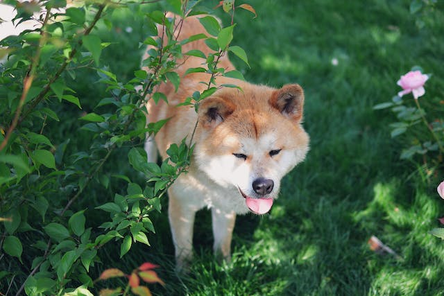 IPATA加拿大入境国际宠物托运-带宠物从加拿大回国托运 2 IPATA加拿大入境国际宠物托运-带宠物从加拿大回国托运