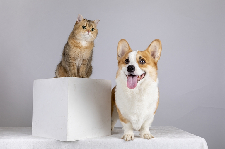 How to bring pets to China? 1 How to bring pets to China?