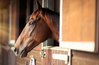 IATA 推出活体动物运输信息门户