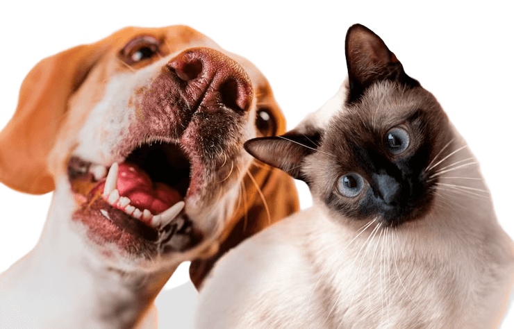 Global Pet Relocation