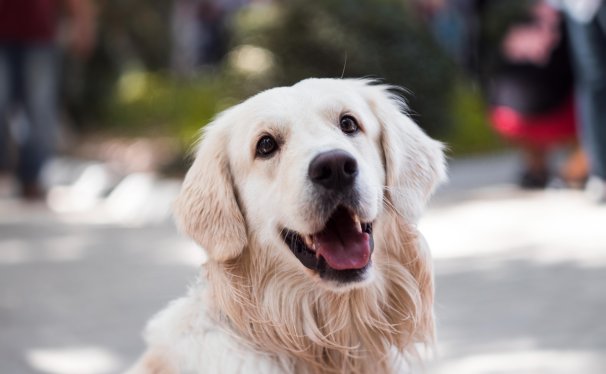 China Pet Consignment