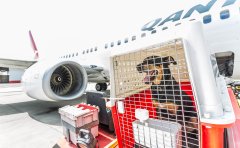 IPATA certified pet transportation company in china