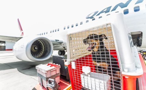 IPATA certified pet transportation company in china