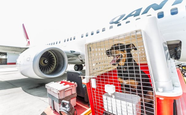 IPATA certified pet transportation company in china