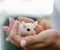 如何确保实验小鼠运输的安全？