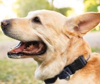 带宠物狗移民美国的详细攻略