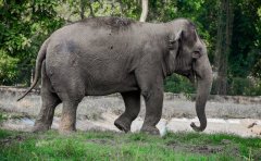 活体动物航空运输