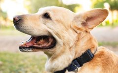 Pet Relocation Service to China from Zambia