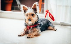 Pet Relocation Service to China from USA