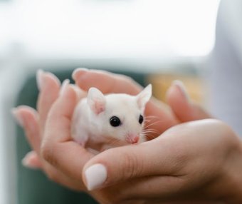 如何确保实验小鼠运输的安全？