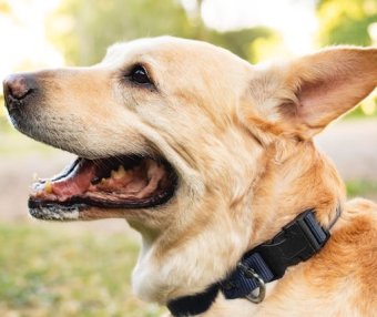 带宠物狗移民美国的详细攻略