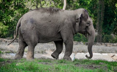 活体动物航空运输