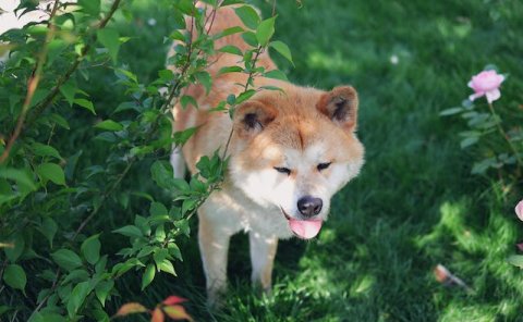 Pet Relocation Service to China from Japan