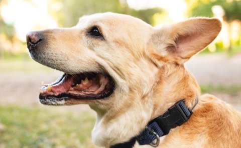 Pet Relocation Service to China from Zambia
