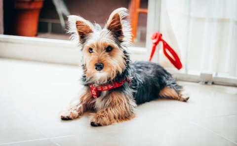 Pet Relocation Service to China from USA