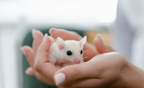 实验小鼠运输费用多少钱?怎么算的?