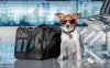 How To Import Pets To China With NO Quarantine After Arrival!