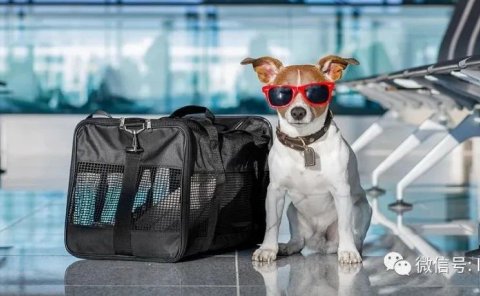 How To Import Pets To China With NO Quarantine After Arrival!