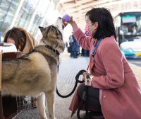 带宠物乘机其实没那么难