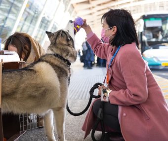 带宠物乘机其实没那么难