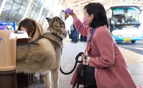 带宠物乘机其实没那么难