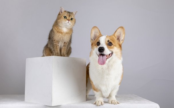 How to bring pets to China?