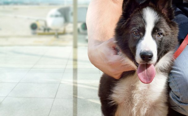 IATA发布客舱宠物运输操作指南：推动全球宠物航空旅行更加安全、透明和标准化